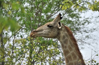 Sydsudan