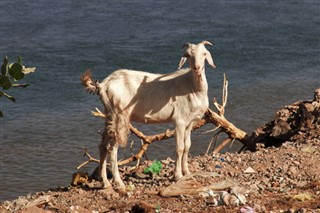 Güney