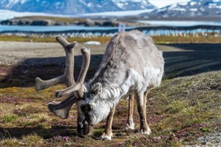 svalbard