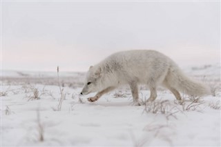 svalbard