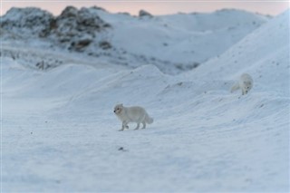 Svalbard