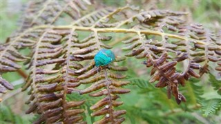 সোয়াজিল্যান্ড