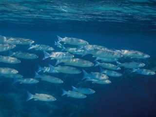 トケラウ諸島