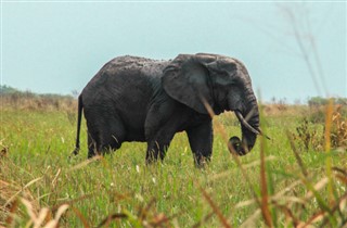 উগান্ডা