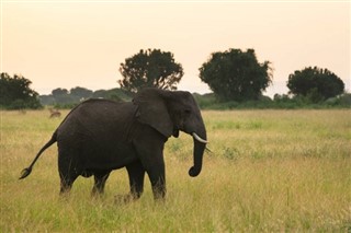 উগান্ডা