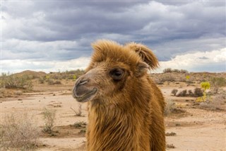 ウズベキスタン