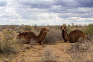 ウズベキスタン