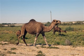 ウズベキスタン