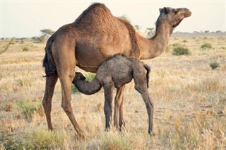 Zapadna Sahara vremenske zone