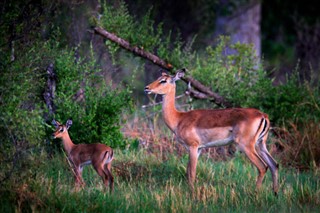 Zambia