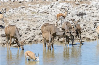 Zambia