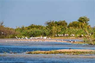 Zambia