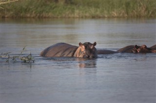 Sambia