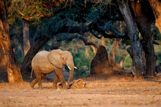 Zimbabue